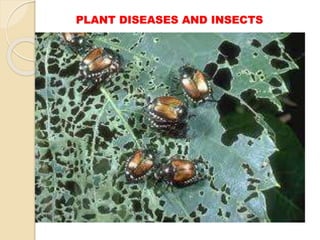 PLANT DISEASES AND INSECTS
 