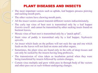 PLANT DISEASES AND INSECTS
 The most important vectors such as aphids, leaf hoppers possess piercing
and sucking mouth parts,
 The other vectors have chewing mouth parts,
 All the insect vectors cannot transmit different vectors indiscriminately,
 The curly top virus of beet root is transmitted only by a leaf hopper
Eutettis tenelli and cannot be transmitted by other sucking insets found on
beetroot leaves,
 Mosaic virus of beet root is transmitted only by a “patch aphid”,
 Stunt virus of paddy is transmitted only by a leaf hopper, Nephotetix
apicalis,
 An insect which feeds on the pollens will not suck the sap and one which
feeds on the leaves will not feed on stems and other organs,
 Sometimes, the plant virus are found only in the cells of deep tissues and
can only be sucked by the insects having long proboscis,
 The transmission of virus taken as incubation period when they ware
being transferred by insects followed by certain changes,
 Certain virus multiply and grow while pass in through body of the vectors
and other pass out as such without undergoing changes.
 