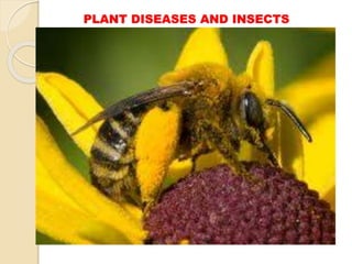 PLANT DISEASES AND INSECTS
 
