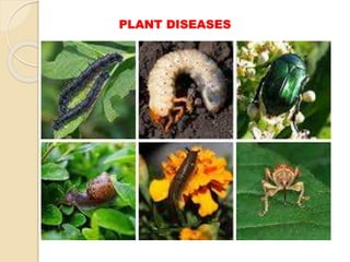 PLANT DISEASES
 