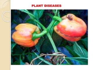 PLANT DISEASES
 