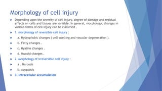 Morphology of cell injury
 Depending upon the severity of cell injury, degree of damage and residual
effects on cells and tissues are variable. In general, morphologic changes in
various forms of cell injury can be classified ,
 1. morphology of reversible cell injury :
 a. Hydrophobic changes ( cell swelling and vascular degeneration ).
 b. Fatty changes .
 c. Hyaline changes .
 d. Mucoid changes .
 2. Morphology of irreversible cell injury :
 a . Narcosis
 b. Apoptosis
 3. Intracellular accumulation
 