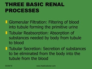 THREE BASIC RENAL PROCESSES ,[object Object],[object Object],[object Object],03/29/10 www.freelivedoctor.com 