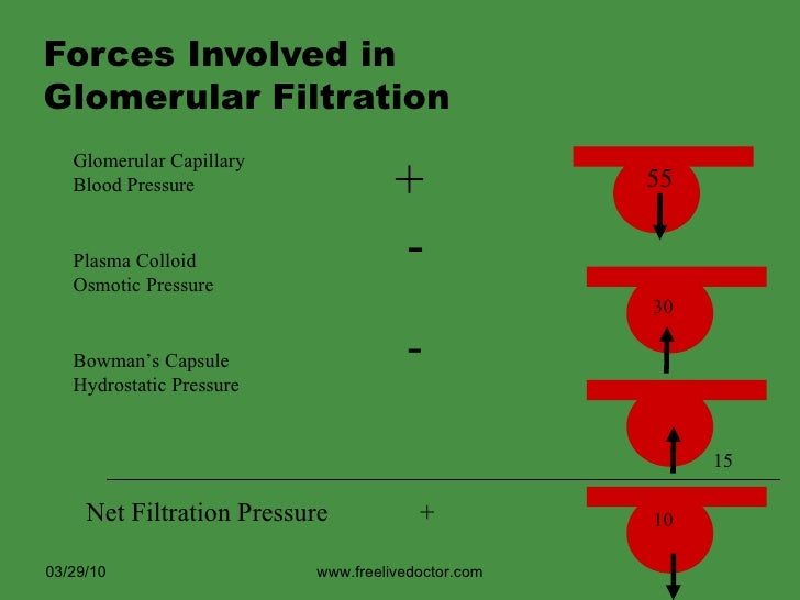 processes urine formation of 3 Processes Kidney Basic Of processes urine formation of 3 Processes Kidney Basic Of