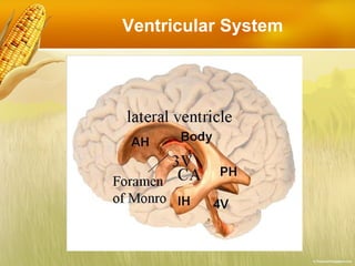 Ventricular System