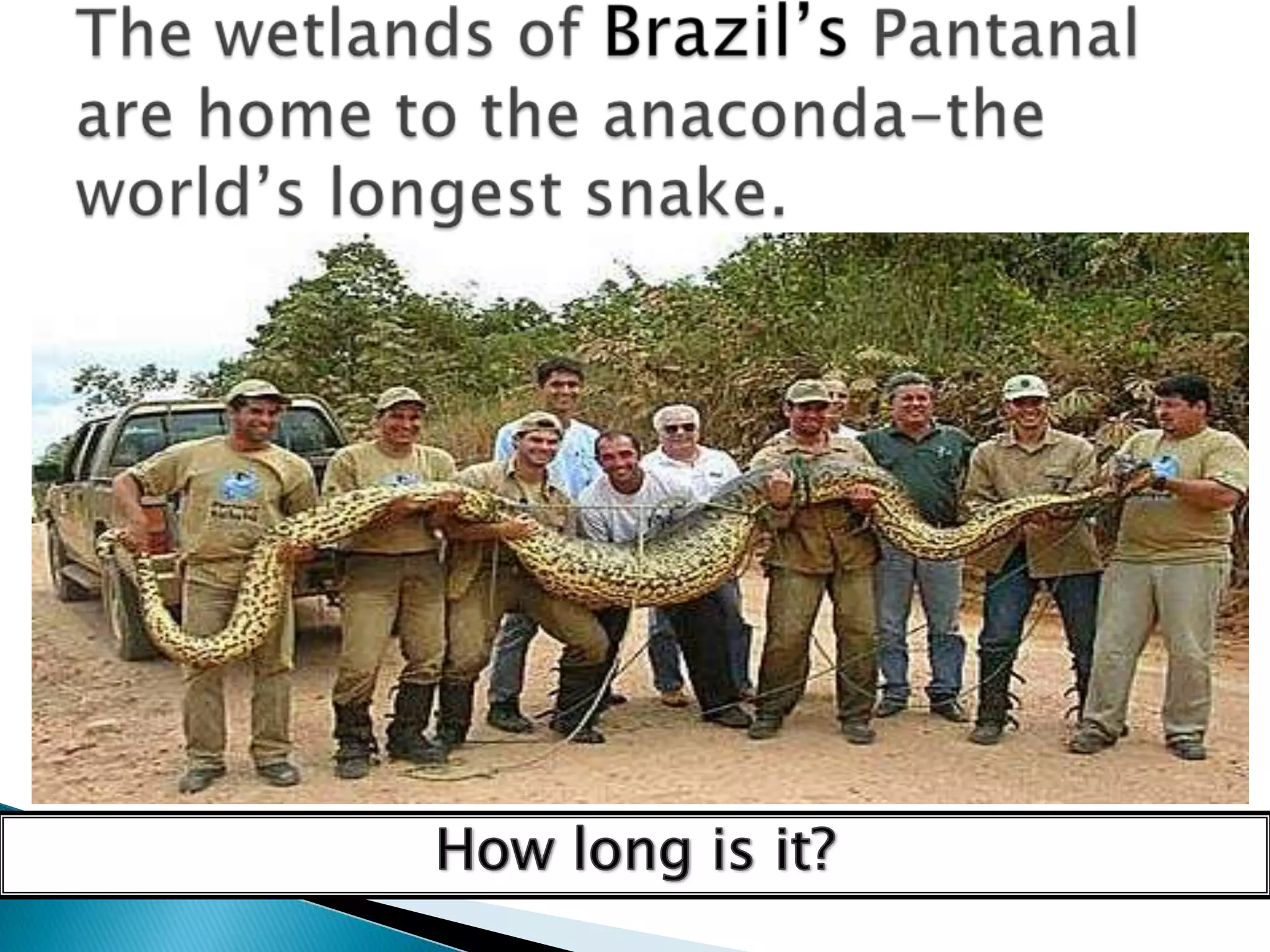 The wetlands of Brazil’sPantanal are home to the anaconda-the world’s longest snake.How long is it?