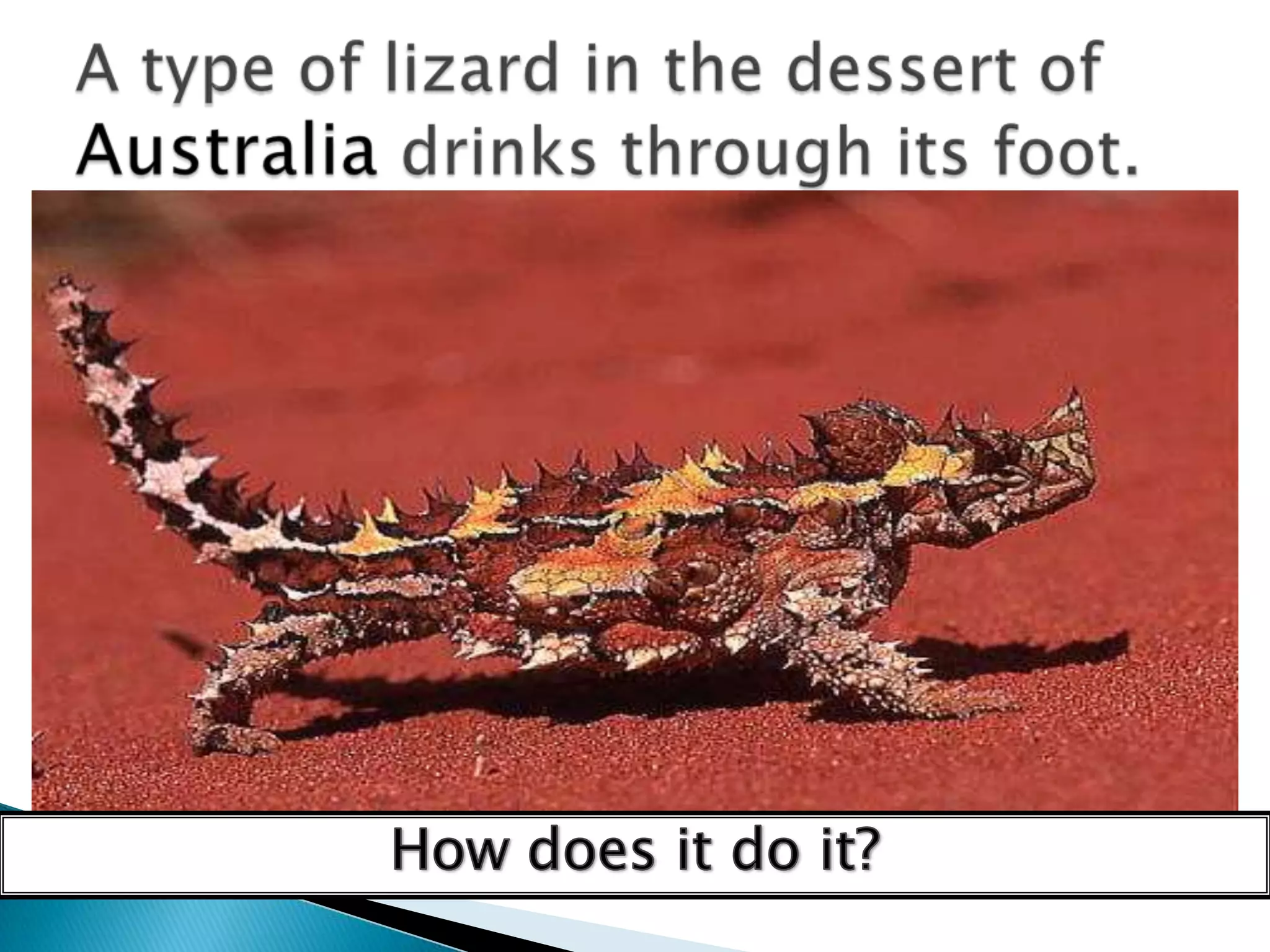 A type of lizard in the dessert of Australia drinks through its foot.How does it do it?