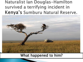 Naturalist Ian Douglas-Hamilton survived a terrifying incident in Kenya’sSumburu Natural Reserve.What happened to him?