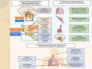 Basic Respiratory Unit Comprehensive Overview of Basic Respiratory Anatomy and Physiology | PPTX