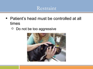 Basic Restraint and Understanding of Aggression in Dogs | PPT