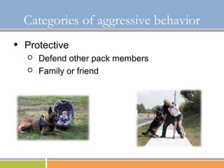 Basic Restraint and Understanding of Aggression in Dogs | PPT