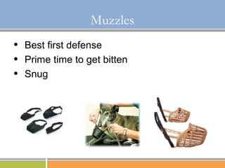 Basic Restraint and Understanding of Aggression in Dogs | PPT
