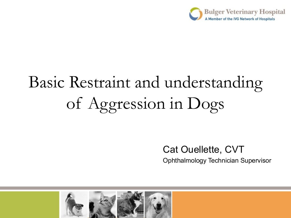 Basic Restraint and Understanding of Aggression in Dogs