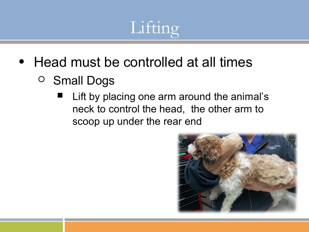 Basic Restraint and Understanding of Aggression in Dogs