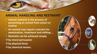 ANIMAL HANDLING AND RESTRAINT
• Animal restraint is the process of
preventing an animal from action or
motion
• An animal may require restraint for
examination, treatment and milking …
• Restraint can be achieved simply
by moral persuasion
by physical force
by chemical means.
 