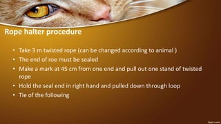 Rope halter procedure
• Take 3 m twisted rope (can be changed according to animal )
• The end of roe must be sealed
• Make a mark at 45 cm from one end and pull out one stand of twisted
rope
• Hold the seal end in right hand and pulled down through loop
• Tie of the following
 