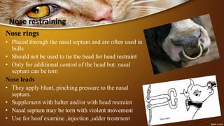 Nose restraining
Nose rings
• Placed through the nasal septum and are often used in
bulls
• Should not be used to tie the head for head restraint
• Only for additional control of the head but: nasal
septum can be torn
Nose leads
• They apply blunt, pinching pressure to the nasal
septum.
• Supplement with halter and/or with head restraint
• Nasal septum may be torn with violent movement
• Use for hoof examine ,injection ,udder treatment
 
