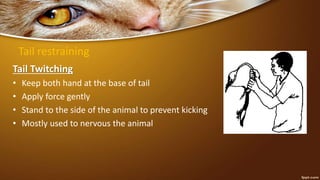 Tail restraining
Tail Twitching
• Keep both hand at the base of tail
• Apply force gently
• Stand to the side of the animal to prevent kicking
• Mostly used to nervous the animal
 