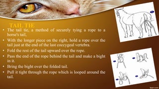 TAIL TIE
• The tail tie, a method of securely tying a rope to a
horse's tail,
• With the longer piece on the right, hold a rope over the
tail just at the end of the last coccygeal vertebra.
• Fold the rest of the tail upward over the rope.
• Pass the end of the rope behind the tail and make a bight
in it.
• Bring the bight over the folded tail.
• Pull it tight through the rope which is looped around the
tail.
 