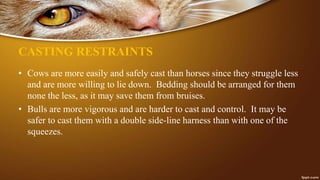 CASTING RESTRAINTS
• Cows are more easily and safely cast than horses since they struggle less
and are more willing to lie down. Bedding should be arranged for them
none the less, as it may save them from bruises.
• Bulls are more vigorous and are harder to cast and control. It may be
safer to cast them with a double side-line harness than with one of the
squeezes.
 