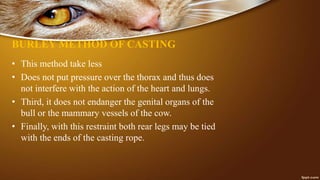 BURLEY METHOD OF CASTING
• This method take less
• Does not put pressure over the thorax and thus does
not interfere with the action of the heart and lungs.
• Third, it does not endanger the genital organs of the
bull or the mammary vessels of the cow.
• Finally, with this restraint both rear legs may be tied
with the ends of the casting rope.
 