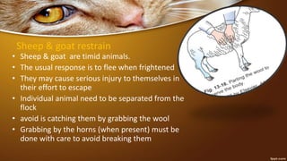 Sheep & goat restrain
• Sheep & goat are timid animals.
• The usual response is to flee when frightened
• They may cause serious injury to themselves in
their effort to escape
• Individual animal need to be separated from the
flock
• avoid is catching them by grabbing the wool
• Grabbing by the horns (when present) must be
done with care to avoid breaking them
 