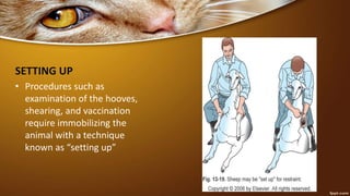 SETTING UP
• Procedures such as
examination of the hooves,
shearing, and vaccination
require immobilizing the
animal with a technique
known as “setting up”
 