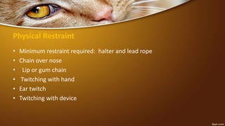 Physical Restraint
• Minimum restraint required: halter and lead rope
• Chain over nose
• Lip or gum chain
• Twitching with hand
• Ear twitch
• Twitching with device
 
