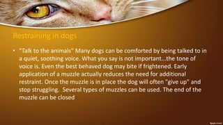 Restraining in dogs
• "Talk to the animals" Many dogs can be comforted by being talked to in
a quiet, soothing voice. What you say is not important...the tone of
voice is. Even the best behaved dog may bite if frightened. Early
application of a muzzle actually reduces the need for additional
restraint. Once the muzzle is in place the dog will often "give up" and
stop struggling. Several types of muzzles can be used. The end of the
muzzle can be closed
 