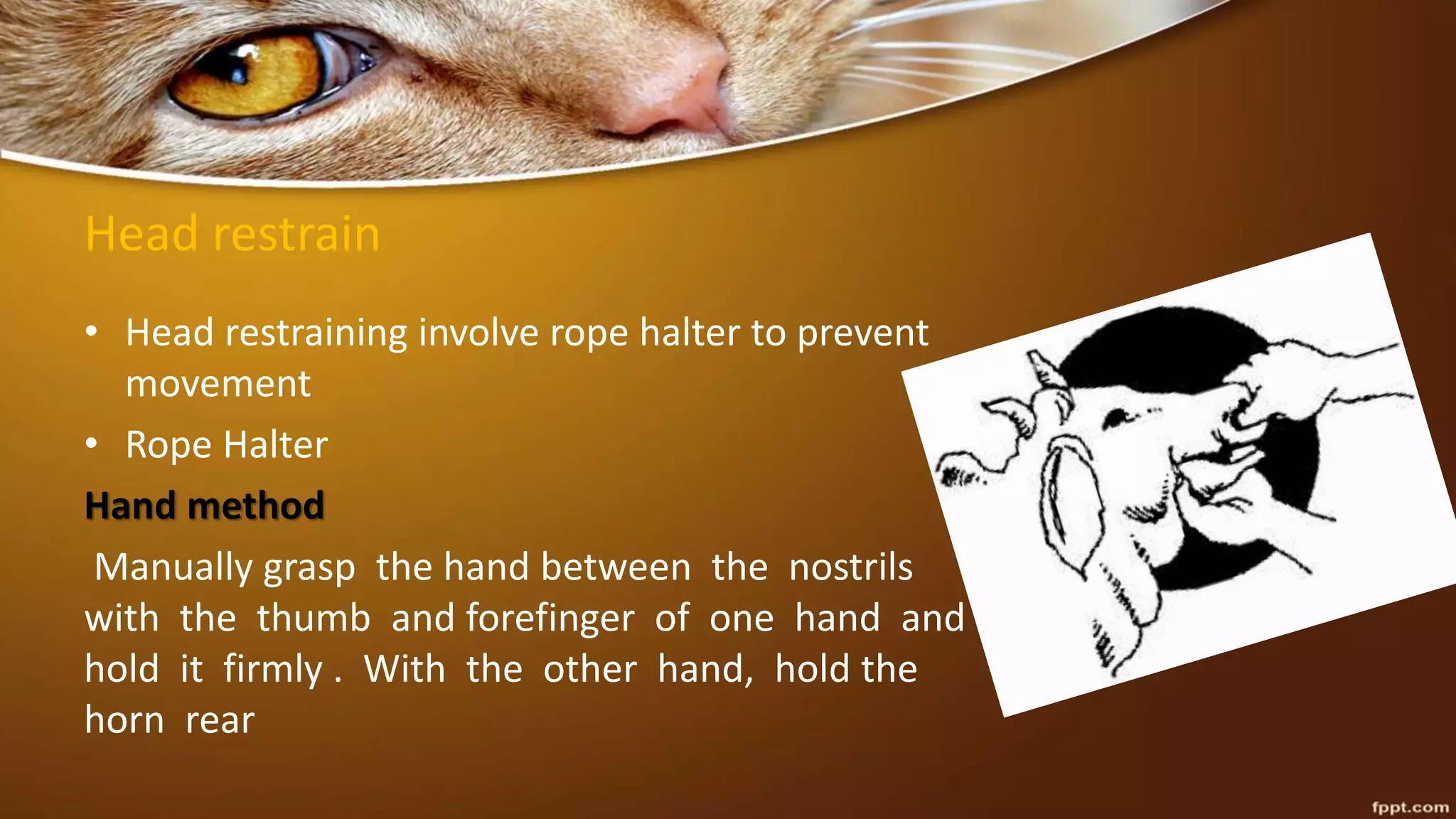 Head restrain
• Head restraining involve rope halter to prevent
movement
• Rope Halter
Hand method
Manually grasp the hand between the nostrils
with the thumb and forefinger of one hand and
hold it firmly . With the other hand, hold the
horn rear
 