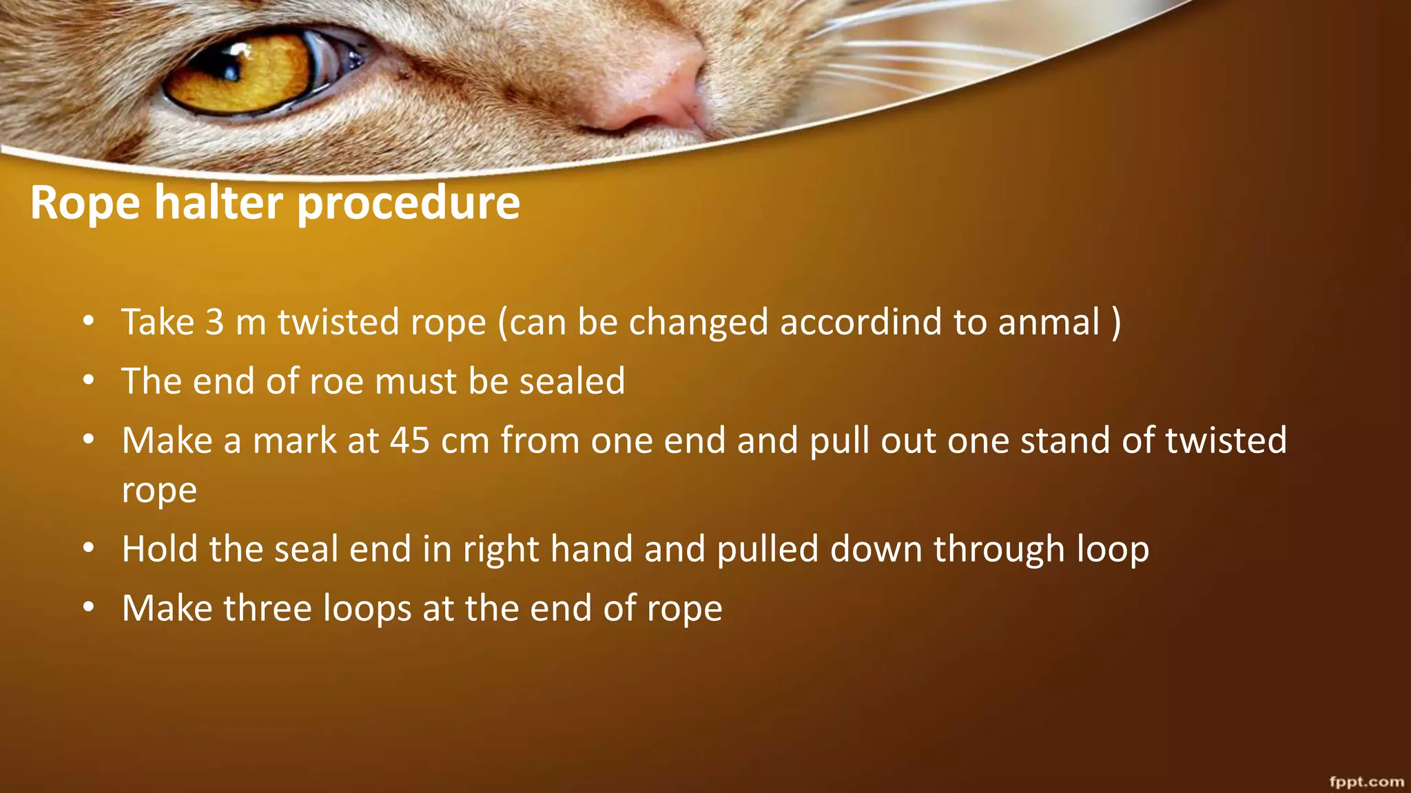 Rope halter procedure
• Take 3 m twisted rope (can be changed accordind to anmal )
• The end of roe must be sealed
• Make a mark at 45 cm from one end and pull out one stand of twisted
rope
• Hold the seal end in right hand and pulled down through loop
• Make three loops at the end of rope
 