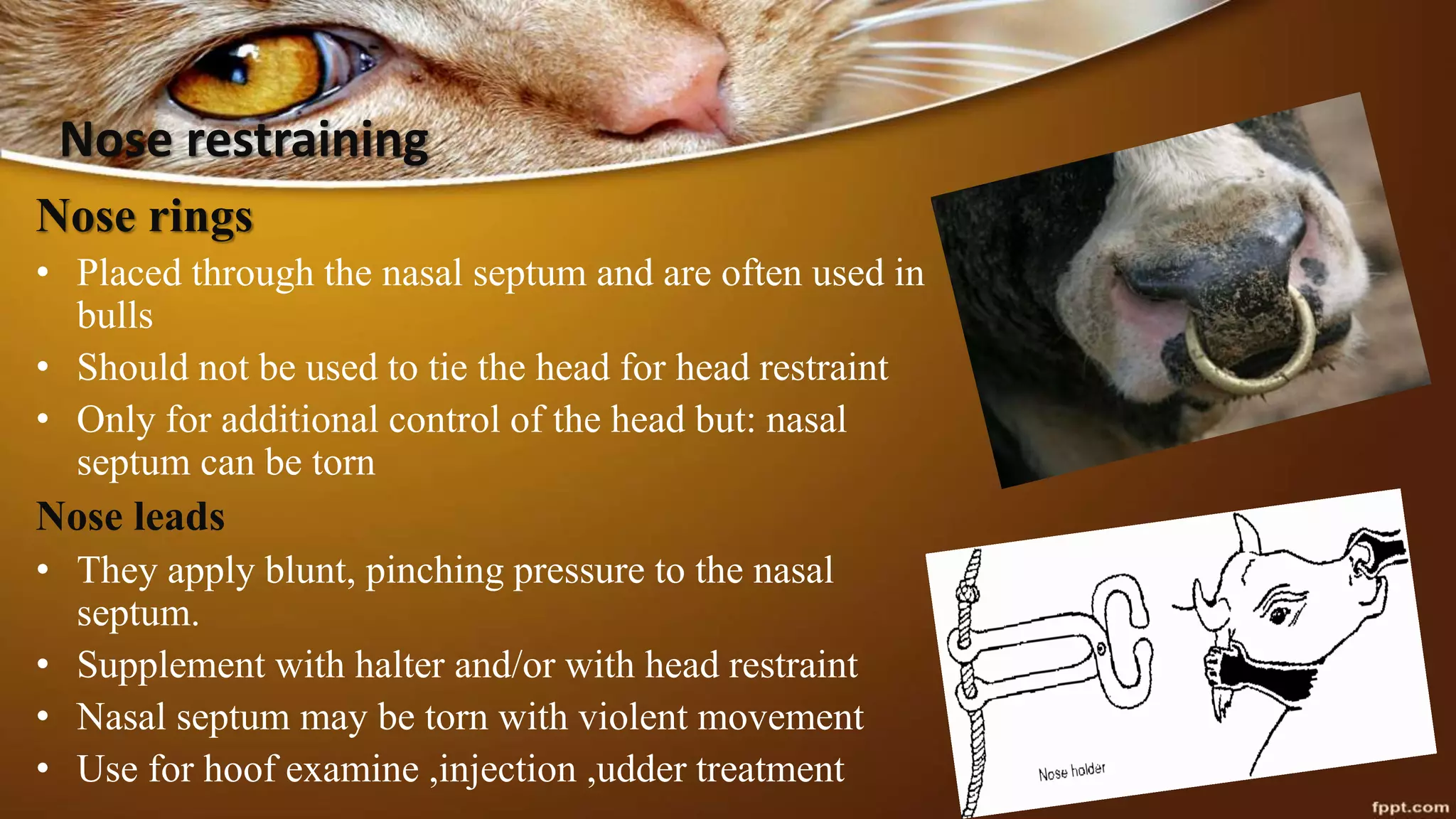 Nose restraining
Nose rings
• Placed through the nasal septum and are often used in
bulls
• Should not be used to tie the head for head restraint
• Only for additional control of the head but: nasal
septum can be torn
Nose leads
• They apply blunt, pinching pressure to the nasal
septum.
• Supplement with halter and/or with head restraint
• Nasal septum may be torn with violent movement
• Use for hoof examine ,injection ,udder treatment
 