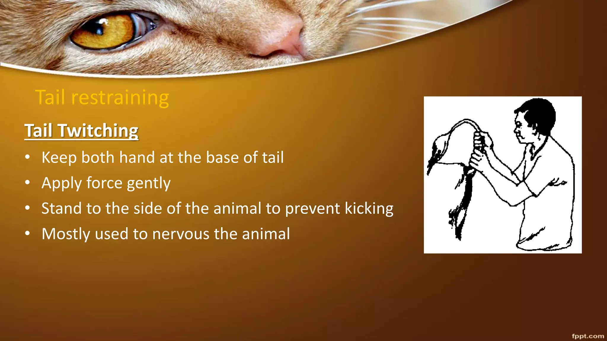 Tail restraining
Tail Twitching
• Keep both hand at the base of tail
• Apply force gently
• Stand to the side of the animal to prevent kicking
• Mostly used to nervous the animal
 