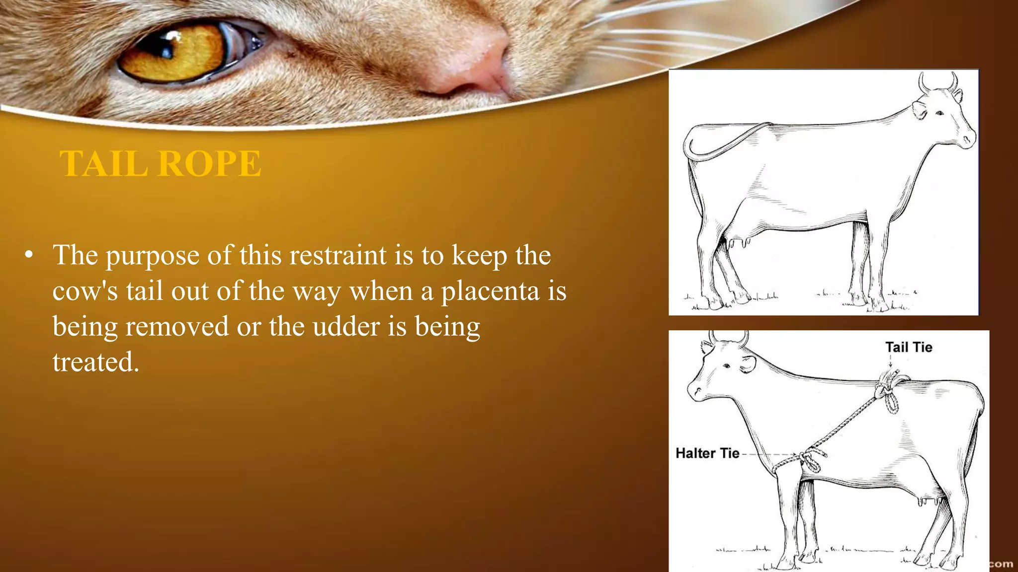 TAIL ROPE
• The purpose of this restraint is to keep the
cow's tail out of the way when a placenta is
being removed or the udder is being
treated.
 