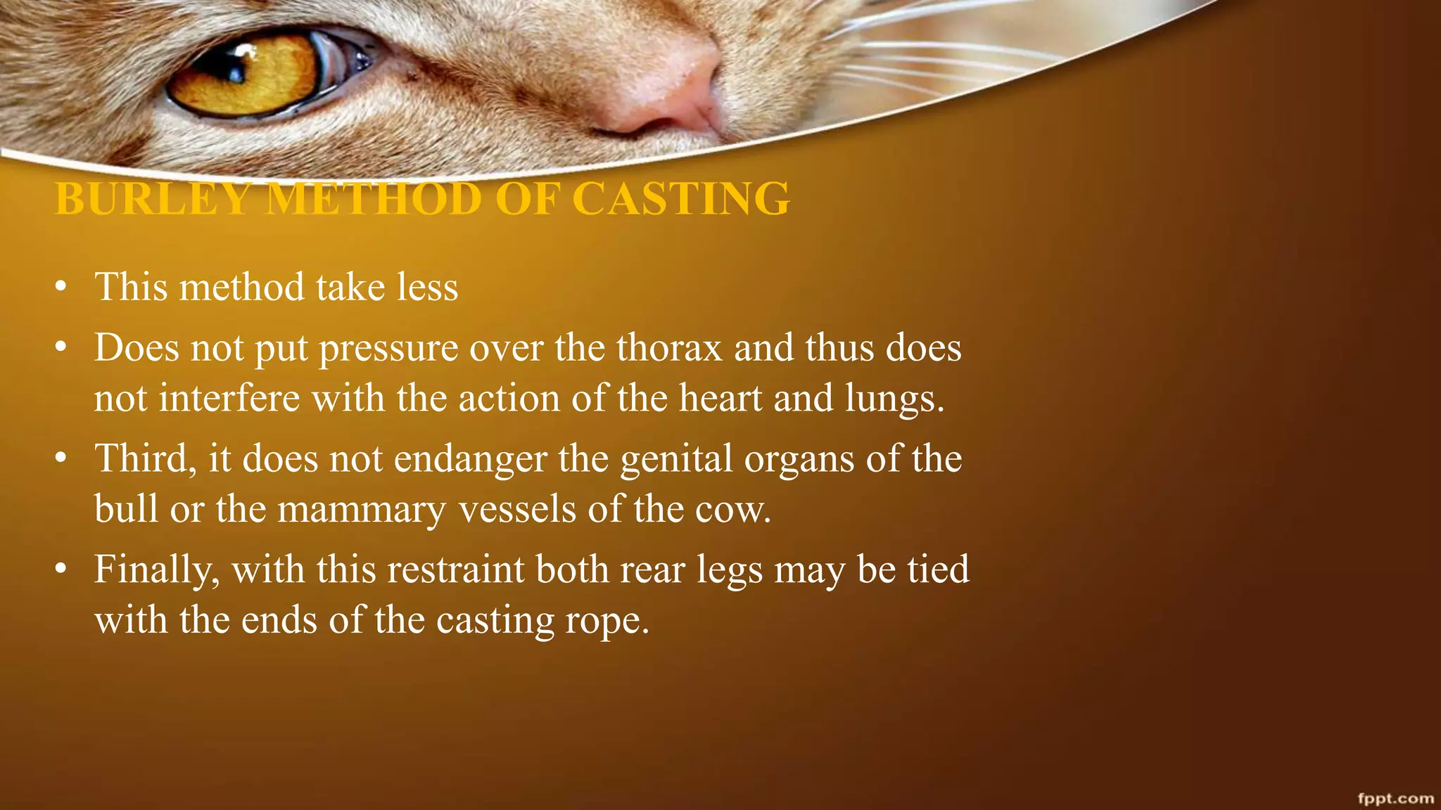 BURLEY METHOD OF CASTING
• This method take less
• Does not put pressure over the thorax and thus does
not interfere with the action of the heart and lungs.
• Third, it does not endanger the genital organs of the
bull or the mammary vessels of the cow.
• Finally, with this restraint both rear legs may be tied
with the ends of the casting rope.
 