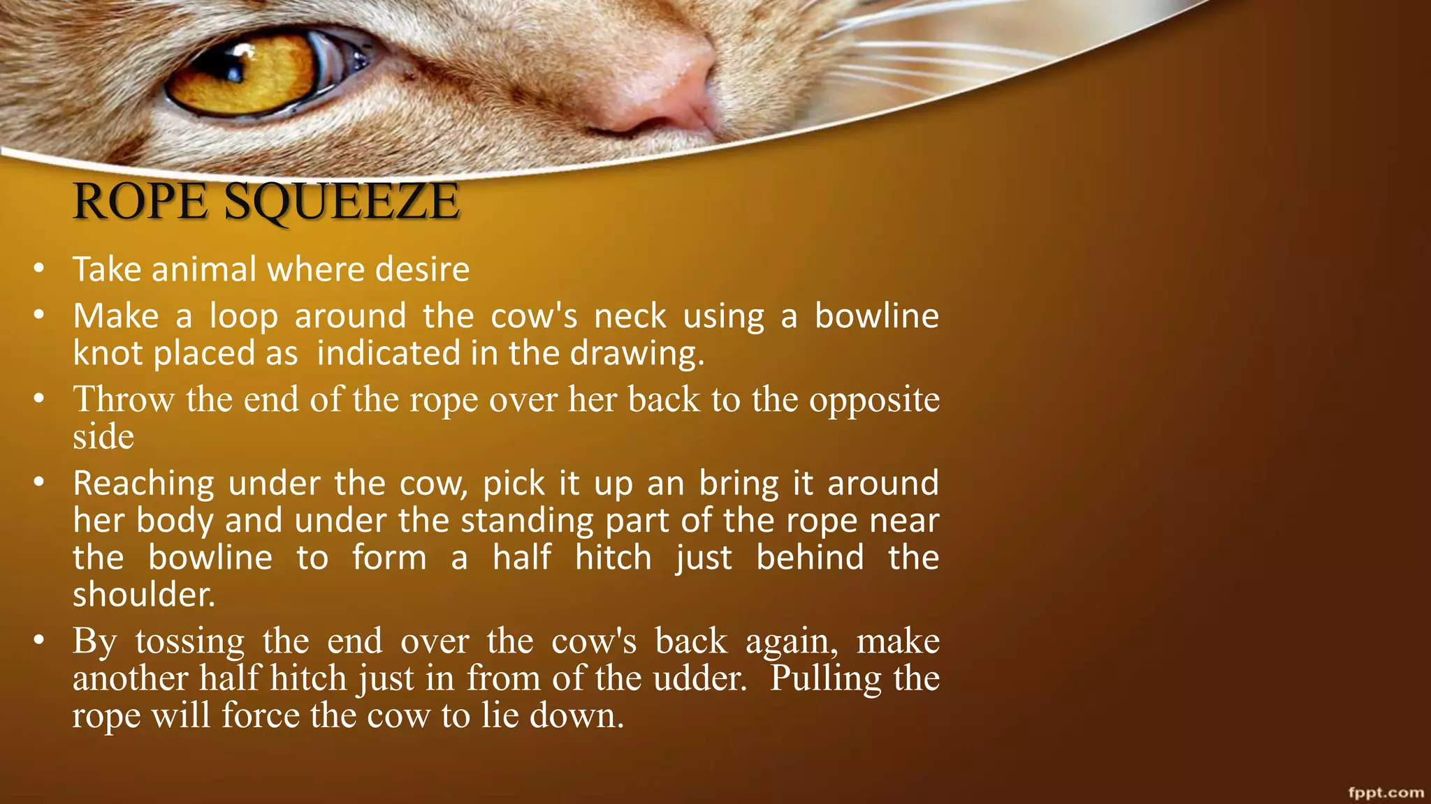ROPE SQUEEZE
• Take animal where desire
• Make a loop around the cow's neck using a bowline
knot placed as indicated in the drawing.
• Throw the end of the rope over her back to the opposite
side
• Reaching under the cow, pick it up an bring it around
her body and under the standing part of the rope near
the bowline to form a half hitch just behind the
shoulder.
• By tossing the end over the cow's back again, make
another half hitch just in from of the udder. Pulling the
rope will force the cow to lie down.
 