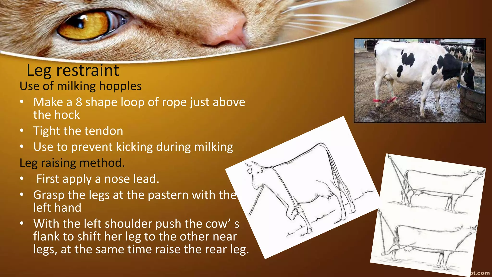 Leg restraint
Use of milking hopples
• Make a 8 shape loop of rope just above
the hock
• Tight the tendon
• Use to prevent kicking during milking
Leg raising method.
• First apply a nose lead.
• Grasp the legs at the pastern with the
left hand
• With the left shoulder push the cow’ s
flank to shift her leg to the other near
legs, at the same time raise the rear leg.
 