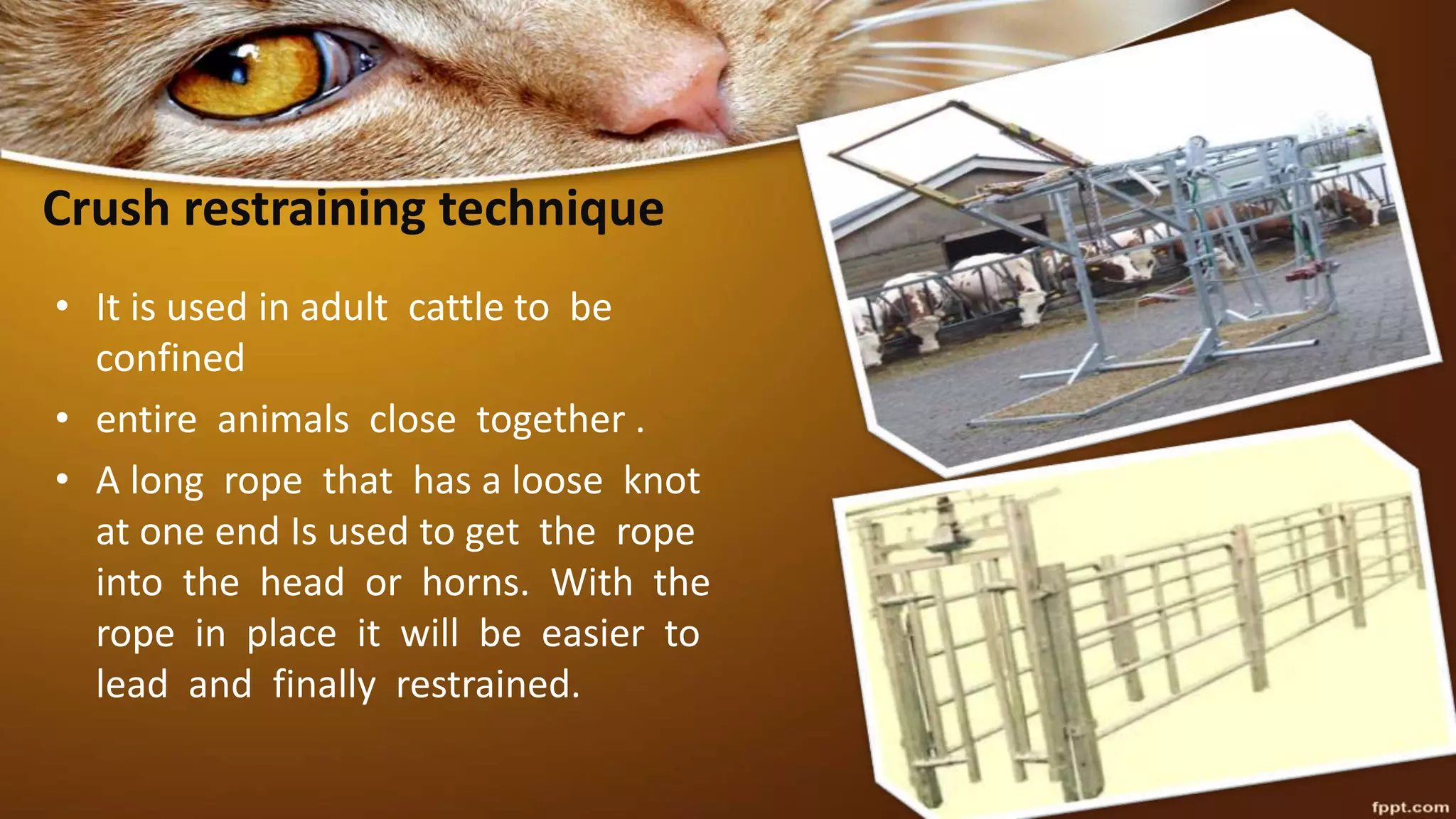 Crush restraining technique
• It is used in adult cattle to be
confined
• entire animals close together .
• A long rope that has a loose knot
at one end Is used to get the rope
into the head or horns. With the
rope in place it will be easier to
lead and finally restrained.
 