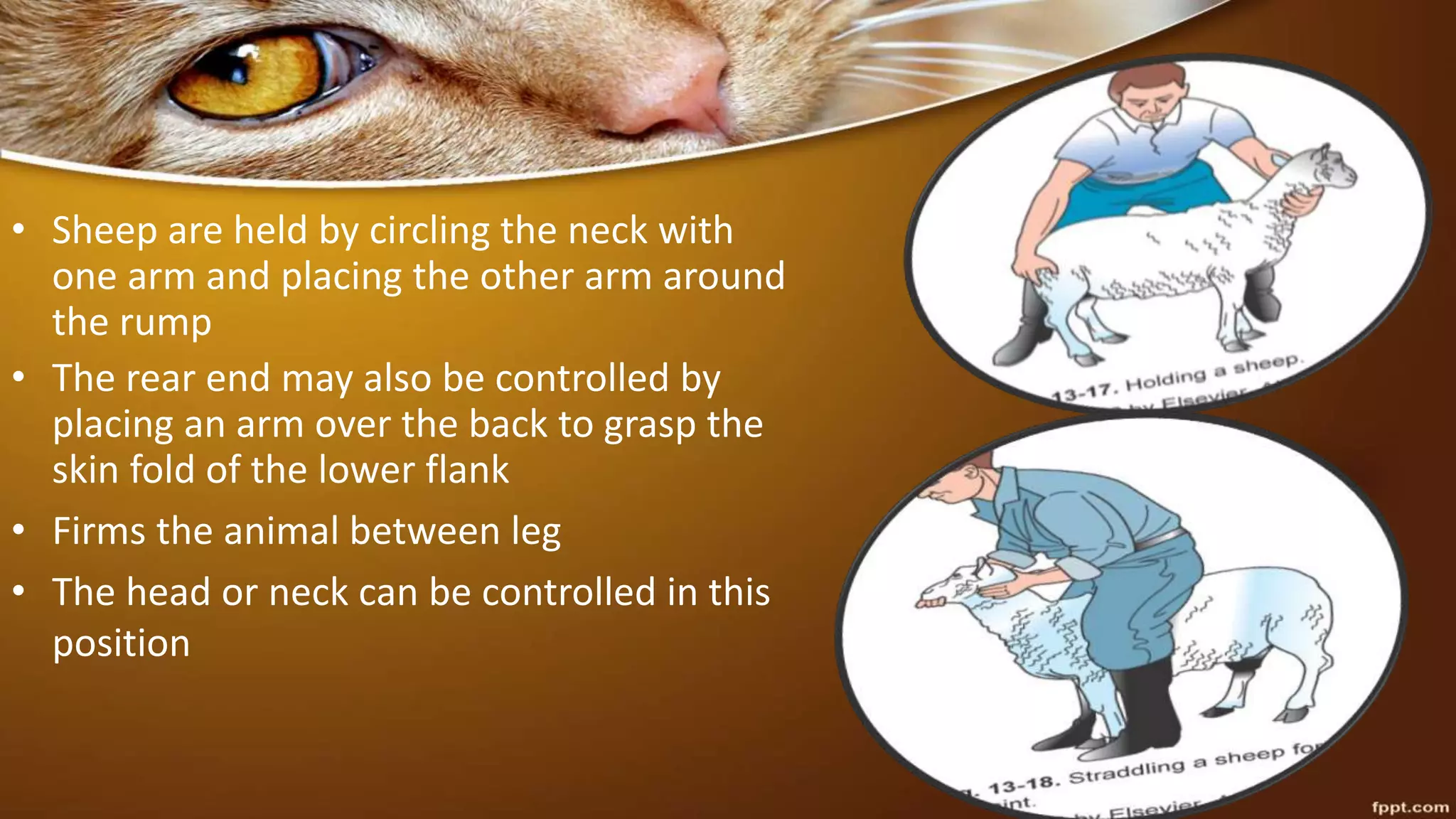 • Sheep are held by circling the neck with
one arm and placing the other arm around
the rump
• The rear end may also be controlled by
placing an arm over the back to grasp the
skin fold of the lower flank
• Firms the animal between leg
• The head or neck can be controlled in this
position
 