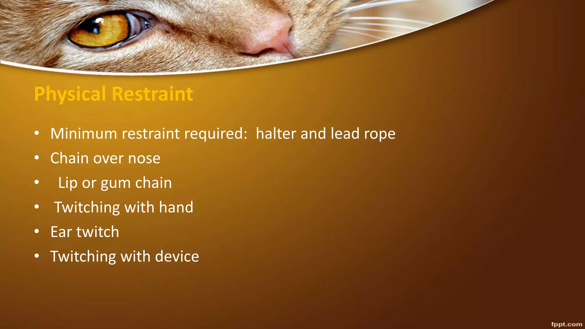 Physical Restraint
• Minimum restraint required: halter and lead rope
• Chain over nose
• Lip or gum chain
• Twitching with hand
• Ear twitch
• Twitching with device
 