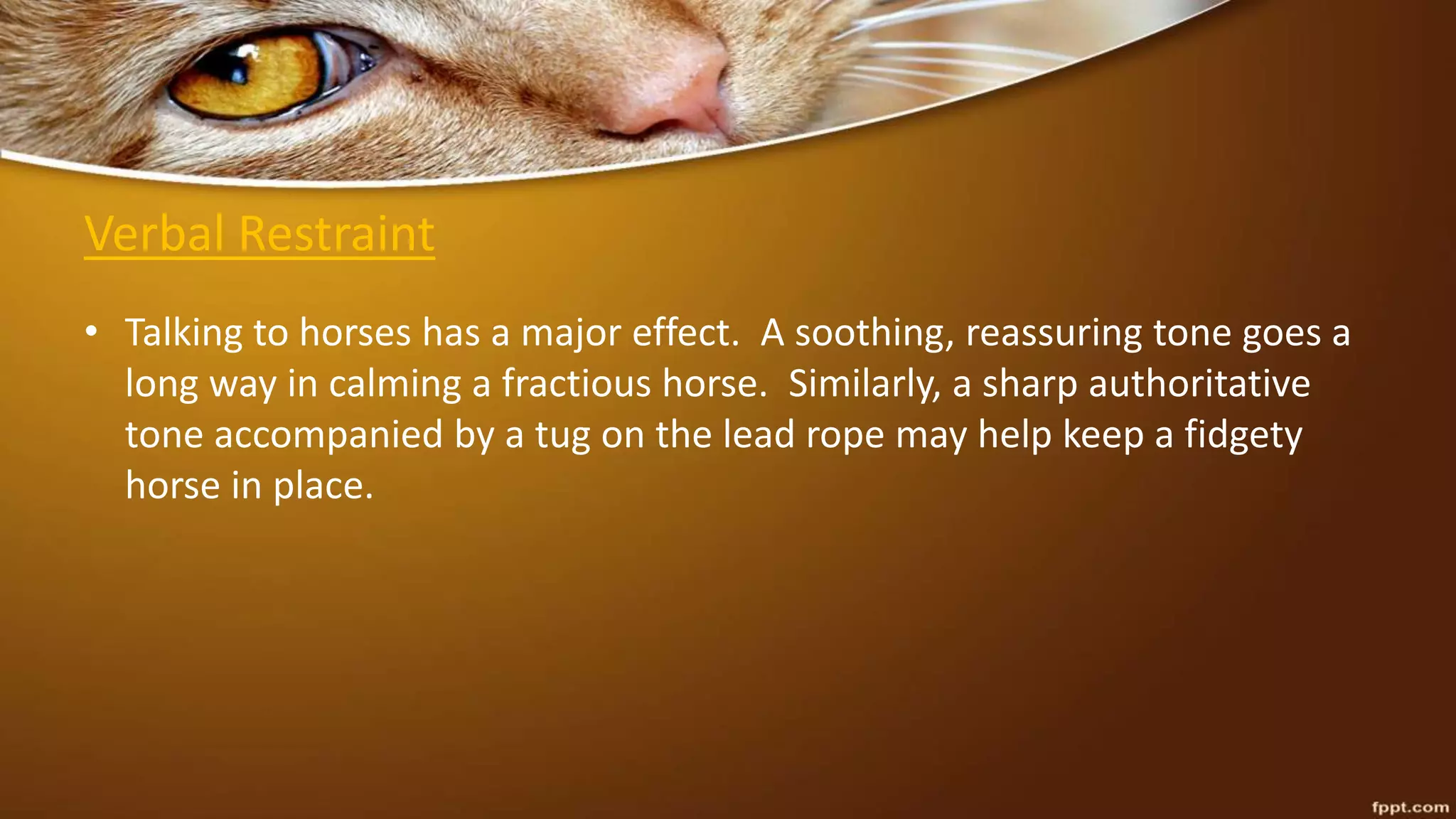 Verbal Restraint
• Talking to horses has a major effect. A soothing, reassuring tone goes a
long way in calming a fractious horse. Similarly, a sharp authoritative
tone accompanied by a tug on the lead rope may help keep a fidgety
horse in place.
 