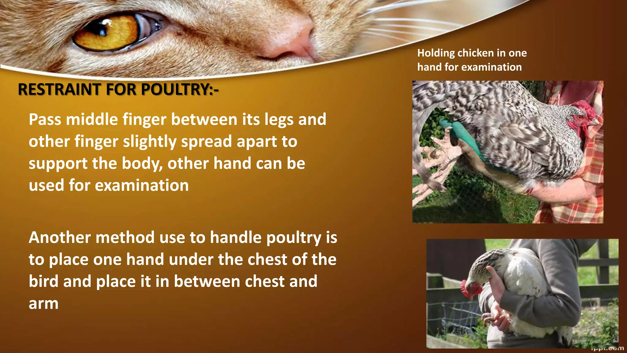 RESTRAINT FOR POULTRY:-
Another method use to handle poultry is
to place one hand under the chest of the
bird and place it in between chest and
arm
Pass middle finger between its legs and
other finger slightly spread apart to
support the body, other hand can be
used for examination
Holding chicken in one
hand for examination
 