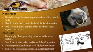 Nose restraining
Nose rings
• Placed through the nasal septum and are often used in
bulls
• Should not be used to tie the head for head restraint
• Only for additional control of the head but: nasal
septum can be torn
Nose leads
• They apply blunt, pinching pressure to the nasal
septum.
• Supplement with halter and/or with head restraint
• Nasal septum may be torn with violent movement
• Use for hoof examine ,injection ,udder treatment
 