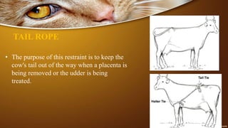 TAIL ROPE
• The purpose of this restraint is to keep the
cow's tail out of the way when a placenta is
being removed or the udder is being
treated.
 