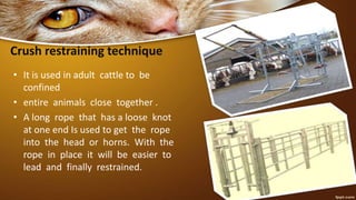 Crush restraining technique
• It is used in adult cattle to be
confined
• entire animals close together .
• A long rope that has a loose knot
at one end Is used to get the rope
into the head or horns. With the
rope in place it will be easier to
lead and finally restrained.
 