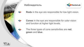Наблюдатель 
Rods in the eye are responsible for low light vision. 
Cones in the eye are responsible for color vision 
and function at higher light levels. 
The three types of cone sensitivities are red, 
green and blue. 
 