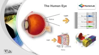 The Human Eye 
Light 
Retina 
Light 
Retina 
 