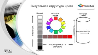 Визуальная структура цвета 
НАСЫЩЕННОСТЬ 
(ХРОМА) 
СВЕТЛОТА 
ОТТЕНОК 
СВЕТЛОСТЬ 
НАСЫЩЕННОСТЬ 
Белый 
Черный 
ОТТЕНОК 
 