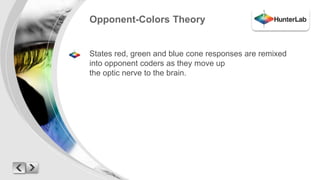 Opponent-Colors Theory 
States red, green and blue cone responses are remixed 
into opponent coders as they move up 
the optic nerve to the brain. 
 