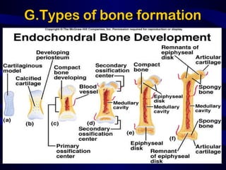 Basic science of bone | PPT